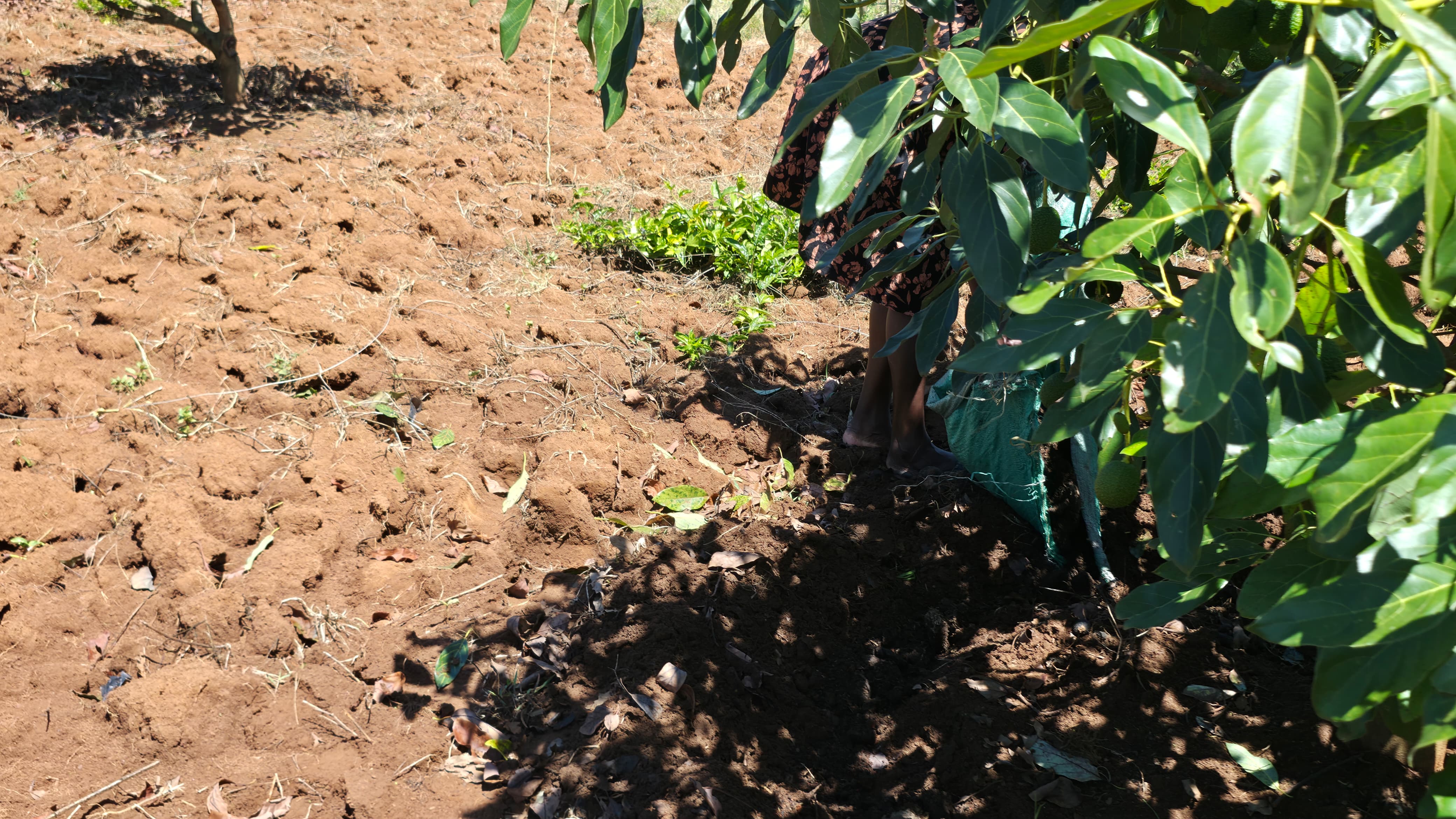 Avocado orchard at the farm